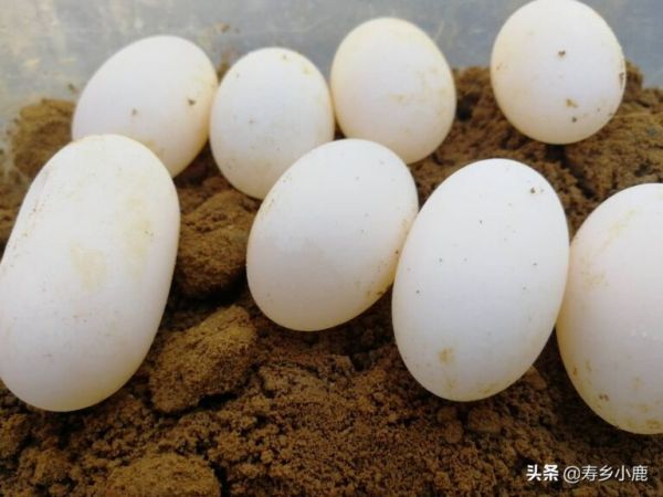 孵化龟苗，需要注意的几个技术细节