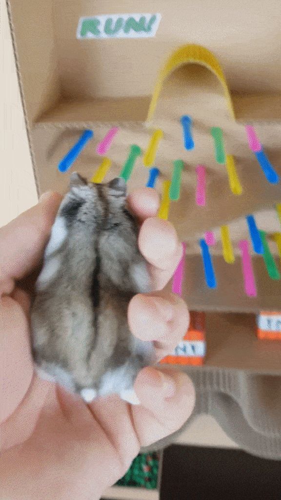 图源：TikTok @Hamsterland