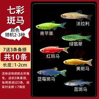 幻倪 热带观赏鱼好养红绿灯斑马鱼淡水金鱼苗神仙孔雀小型宝莲灯科小鱼