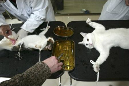 图文:上海宠物协会医生在为流浪猫做绝育手术