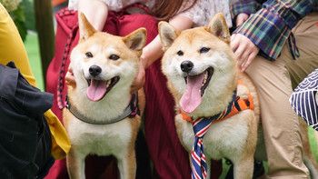 【柴犬二条】一位宠物视频博主（铲屎官）的好物分享——狗狗用品囤货大全