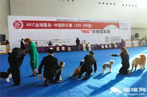 宠·爱北京 2015中国(北京)宠物文化节萌动全城[墙根网]