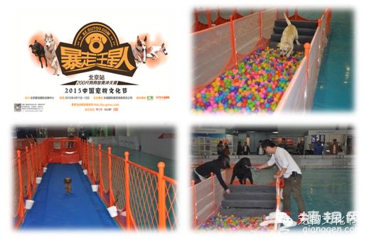 宠·爱北京 2015中国(北京)宠物文化节萌动全城[墙根网]