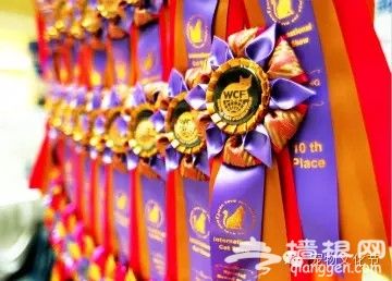 宠·爱北京 2015中国(北京)宠物文化节萌动全城[墙根网]
