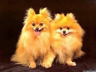 夏季，让狗狗远离皮肤病
