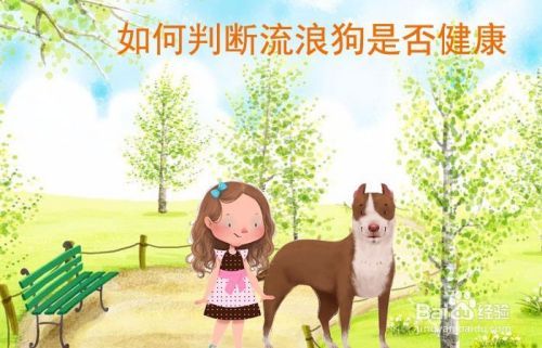 如何判断流浪狗是否健康
