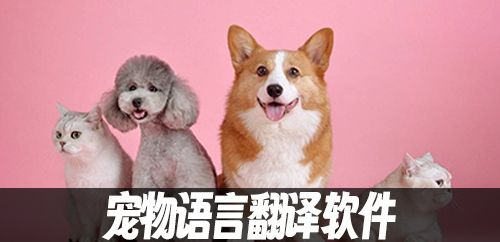 宠物语言翻译