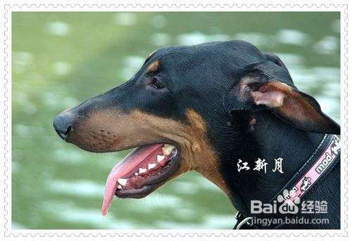 训练狗狗在任意时间散步