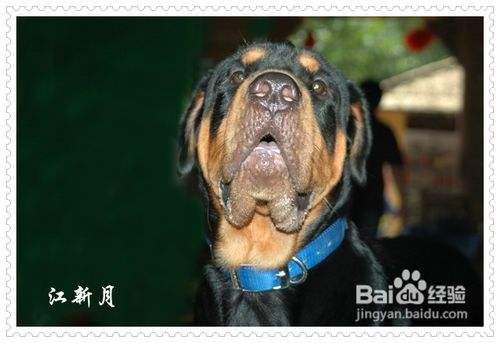训练狗狗在任意时间散步