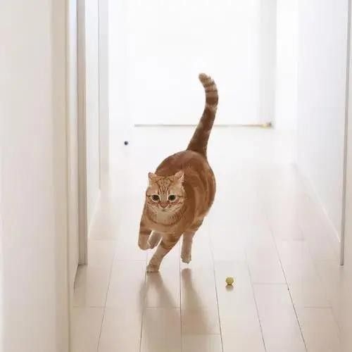 为什么猫咪会突然发神经乱跑乱窜?可能是这五个原因