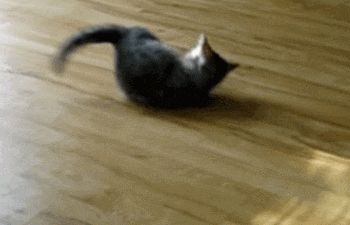 为什么猫咪会突然发神经乱跑乱窜?可能是这五个原因