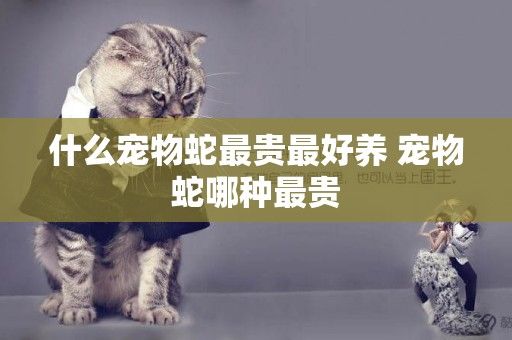 什么宠物蛇最贵最好养 宠物蛇哪种最贵
