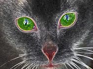 给老年期的猫咪更多的爱