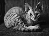 当你的猫咪老了该怎么办