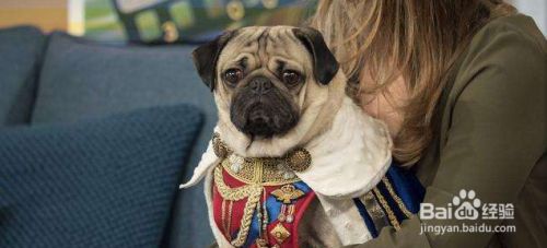 常见的小型宠物犬有哪些？