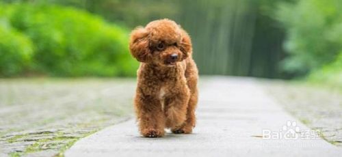 常见的小型宠物犬有哪些？