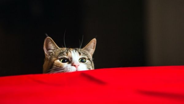 它在想些什么？图片来源：SERGEY ZAYKOV /SHUTTERSTOCK