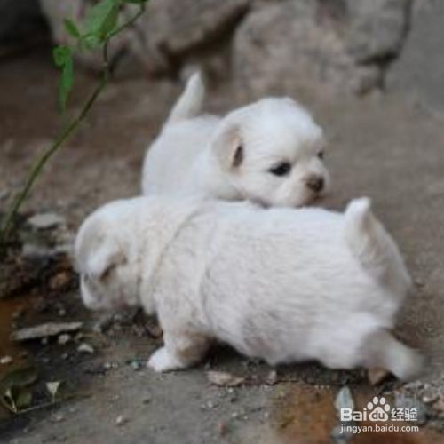 如何培养狗狗的性格？