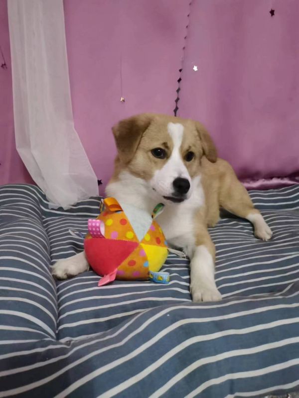 狗狗出售