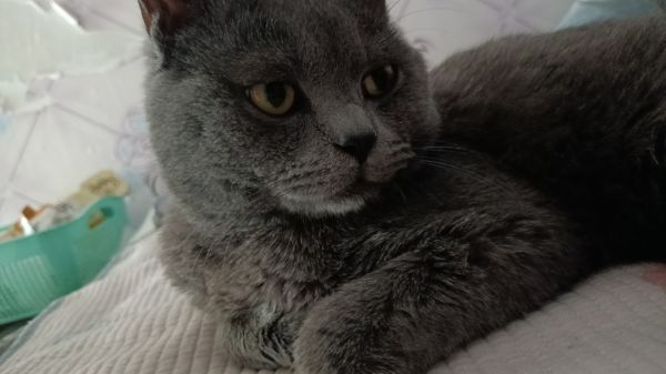 英短蓝猫