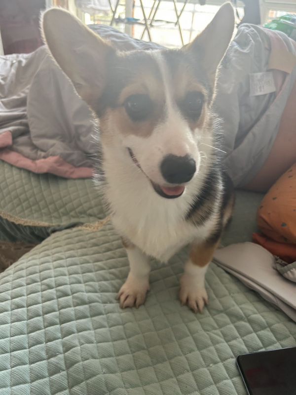 出售柯基犬