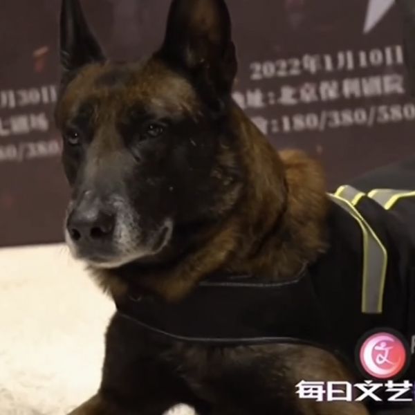 警犬竟加入到演出中？看训导员如何将狗狗训练成“好演员”！