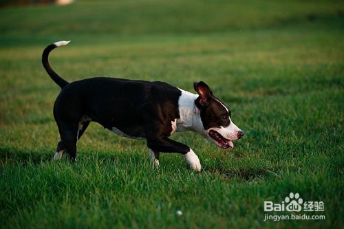 怎样让斯塔福犬听话