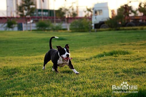 怎样让斯塔福犬听话