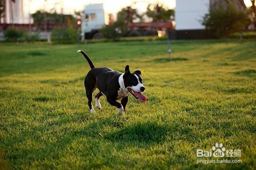 怎样让斯塔福犬听话