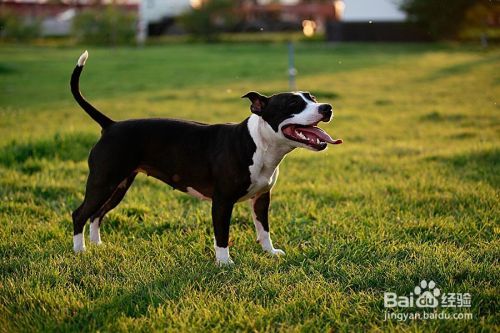 怎样让斯塔福犬听话