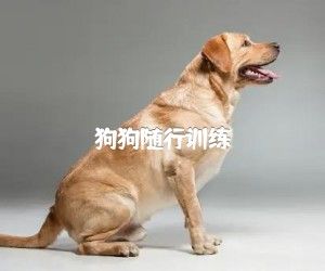 狗狗随行训练