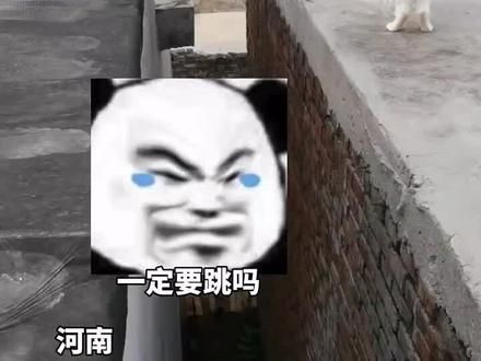 小猫：非跳不可吗 "弱小可怜又无助 素材来源网络，仅供分享 #猫猫 #猫猫教 #猫猫我啊脑瓜子嗡嗡的 #猫咪 #猫