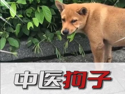 据说农村狗子生病后会自己找草药吃....#离谱 #搞笑