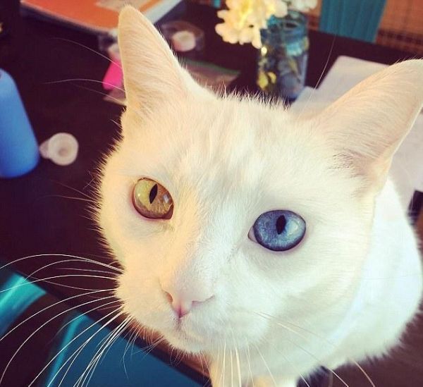 这只彩色眼睛的猫咪，不光性格好还喜欢给雪橇犬舔毛
