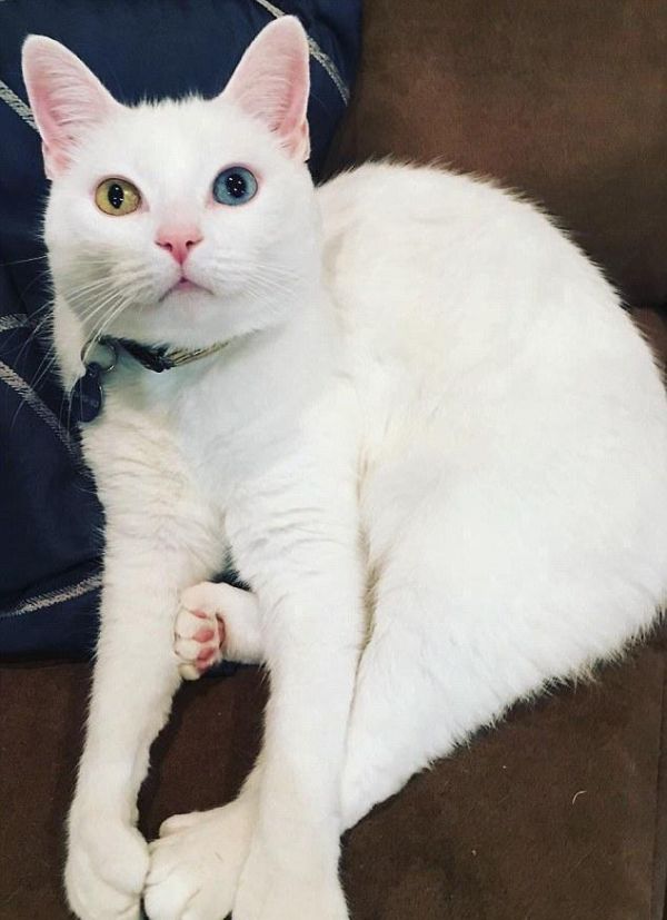 这只彩色眼睛的猫咪，不光性格好还喜欢给雪橇犬舔毛