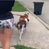 斗牛犬为啥每次都故意撞翻垃圾桶?知道真相后我不厚道的笑了