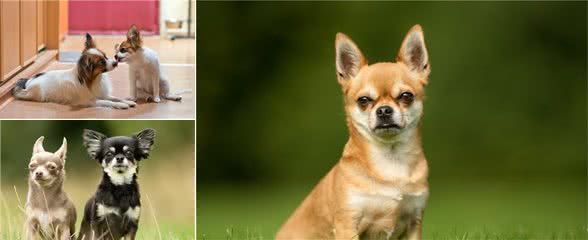 当你领养一只成犬或捡到一只成犬时,良好的家庭训练是必不可少的