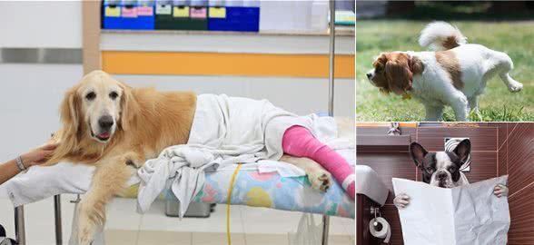 狗狗在家里随便大小便?训练方法真的很简单哦!
