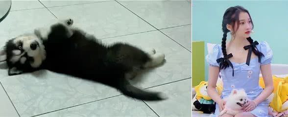 看到关晓彤给狗起的名字,网友狂笑:比我还敷衍哈哈哈