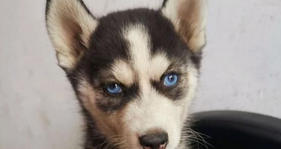 大丹犬的饮食与营养（探究肉类、水和钙粉的摄入量，打造健康宠物）
