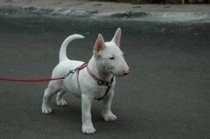 梗犬