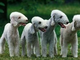 梗犬