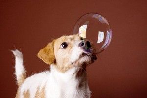 梗犬
