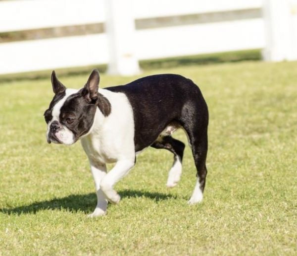 梗犬