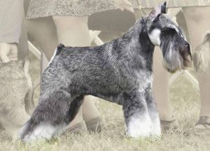 梗犬