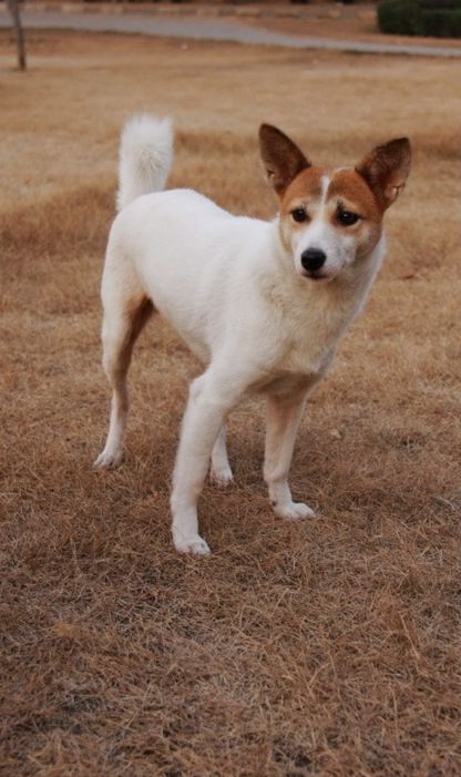梗犬