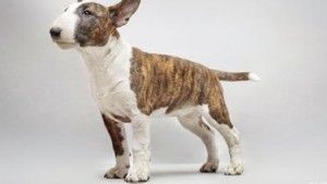 梗犬