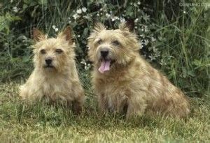 梗犬