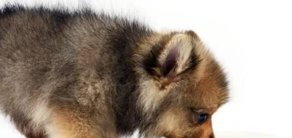 喂养博美犬熟食的5点建议（宠物的健康从饮食开始）