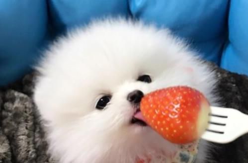 喂养博美犬熟食的5点建议（宠物的健康从饮食开始）